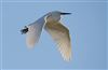 Little Egret