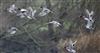 Wigeon