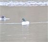 Goldeneye