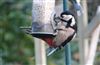 Great Spotted Woodpecker