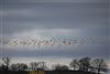 Lapwing