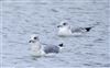 Common Gull