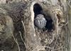 Little Owl