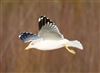 Lesser Black-backed Gull