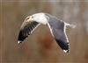 Lesser Black-backed Gull