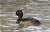 Tufted Duck