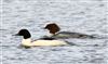 Goosander