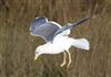 Lesser Black-backed Gull