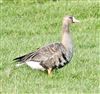 White-fronted Goose