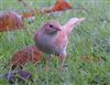 Dunnock