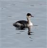 Black-necked Grebe