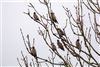 Photo of Waxwing at Buckingham, Buckinghamshire. Taken by Paul Gibbs on 6th January 2024.