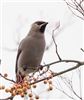 Photo of Waxwing at Buckingham, Buckinghamshire. Taken by Paul Gibbs on 6th January 2024.