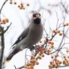 Photo of Waxwing at Buckingham, Buckinghamshire. Taken by Paul Gibbs on 6th January 2024.