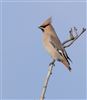 Photo of Waxwing at Buckingham, Buckinghamshire. Taken by Paul Gibbs on 6th January 2024.