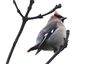 Photo of Waxwing at Buckingham, Buckinghamshire. Taken by Michael Haberfield on 7th January 2024.