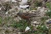 Alpine Accentor