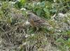 Alpine Accentor