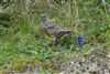 Alpine Accentor