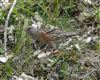 Alpine Accentor