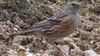 Alpine Accentor