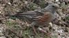Alpine Accentor