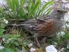Alpine Accentor