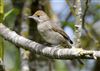 Blackcap