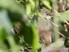 Reed Warbler