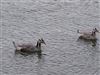 Bar-headed Goose