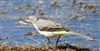 Grey Wagtail