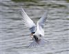 Common Tern