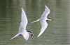 Common Tern