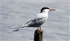 Common Tern