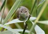 Reed Warbler