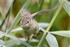 Reed Warbler