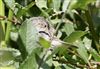 Reed Warbler