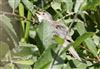 Reed Warbler