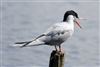 Common Tern