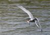 Common Tern