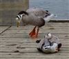 Bar-headed Goose