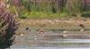 Black-tailed Godwit