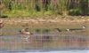 Black-tailed Godwit