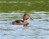 Ferruginous Duck