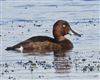 Ferruginous Duck