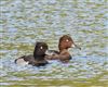 Ferruginous Duck