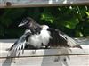 Magpie