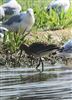 Black-tailed Godwit