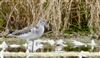 Greenshank