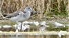 Greenshank